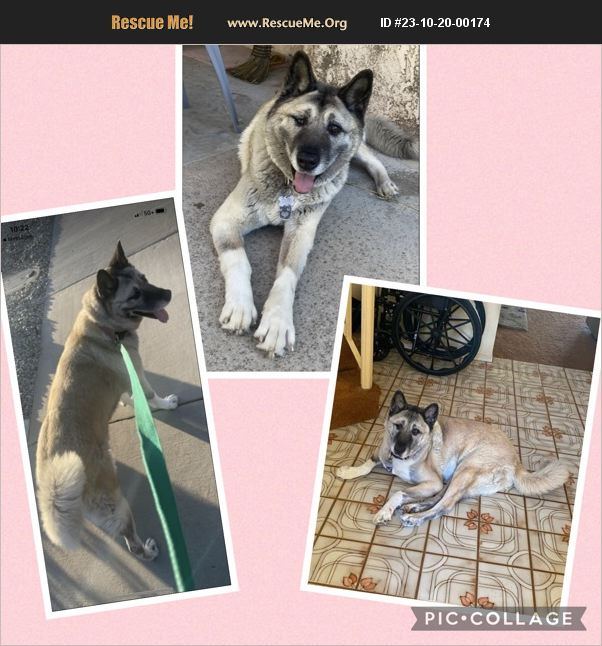 ADOPT 23102000174 Akita Rescue Riverside County, CA