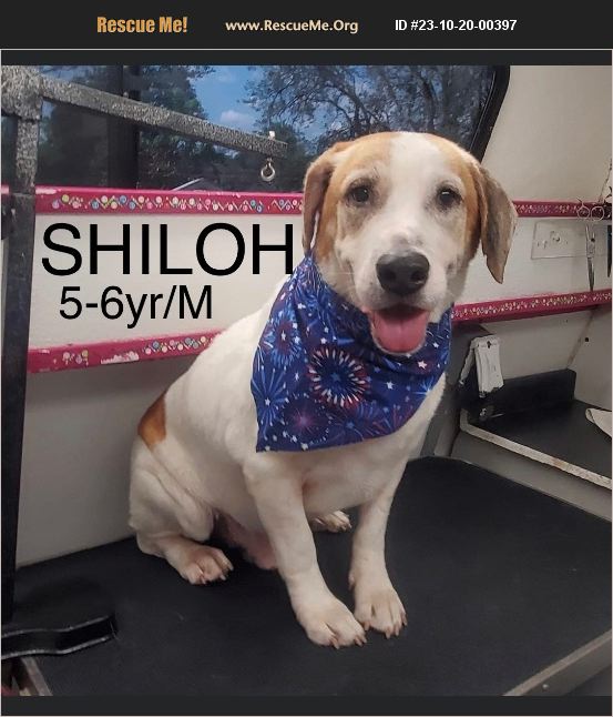 ADOPT 23102000397 Pointer Rescue Spring Hill, FL