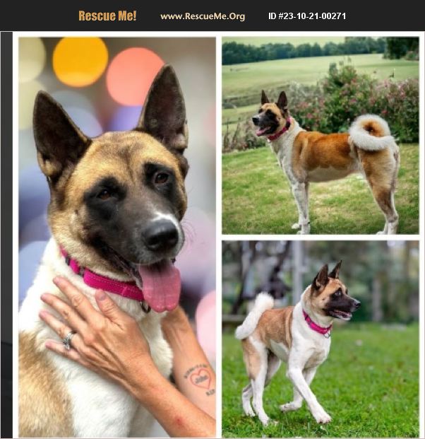 ADOPT 23102100271 Akita Rescue Honesdale, PA