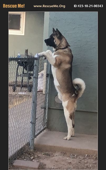 ADOPT 23102100343 ~ Akita Rescue ~ Roswell, NM