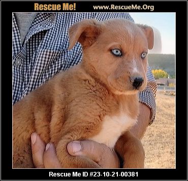 Dog for adoption - Hank, a Mixed Breed in Albuquerque, NM