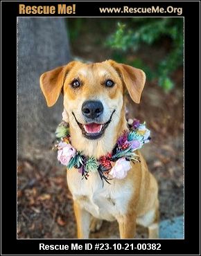 Dog for adoption - BUSTER & POSEY , a Husky in Rancho Cucamonga