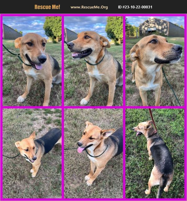 ADOPT 23102200031 German Shepherd Rescue Jackson, TN