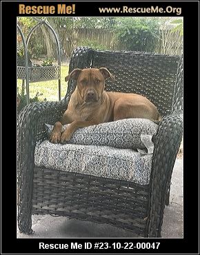 Dog for adoption - Hank, a Mixed Breed in Sarasota, FL