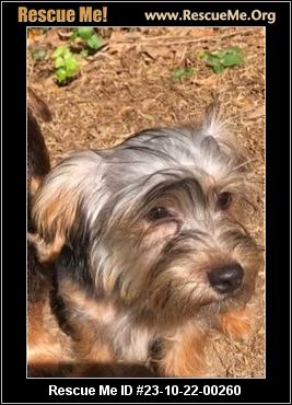 Dog for Adoption - Gucci, a Yorkshire Terrier Yorkie in North Sea