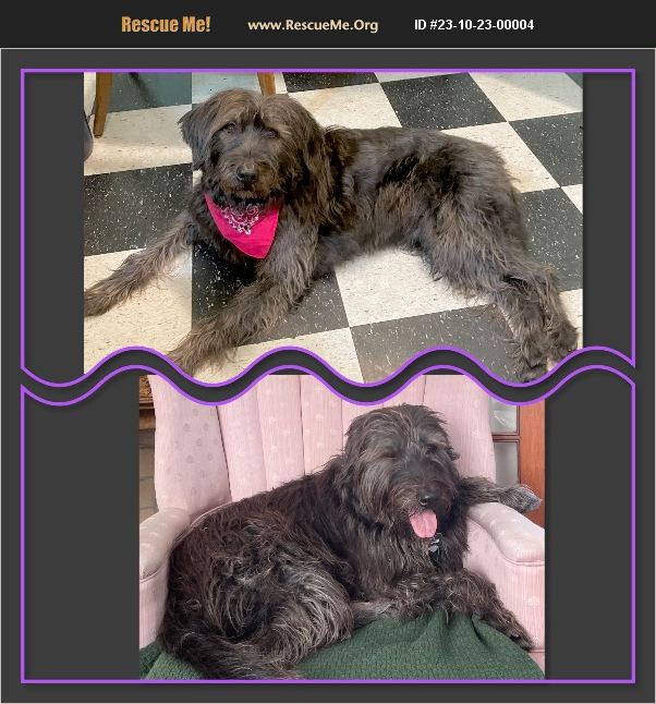 ADOPT 23102300004 Portuguese Water Dog Rescue Auburn, WA
