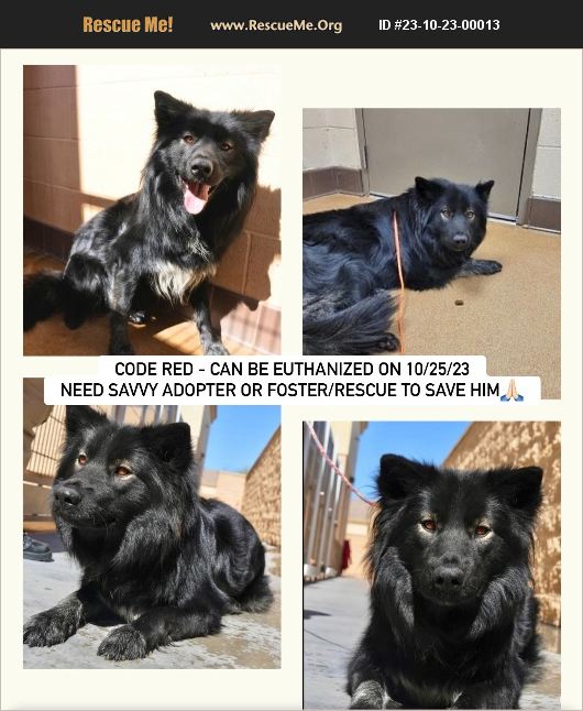 ADOPT 23102300013 German Shepherd Rescue Apple Valley, CA