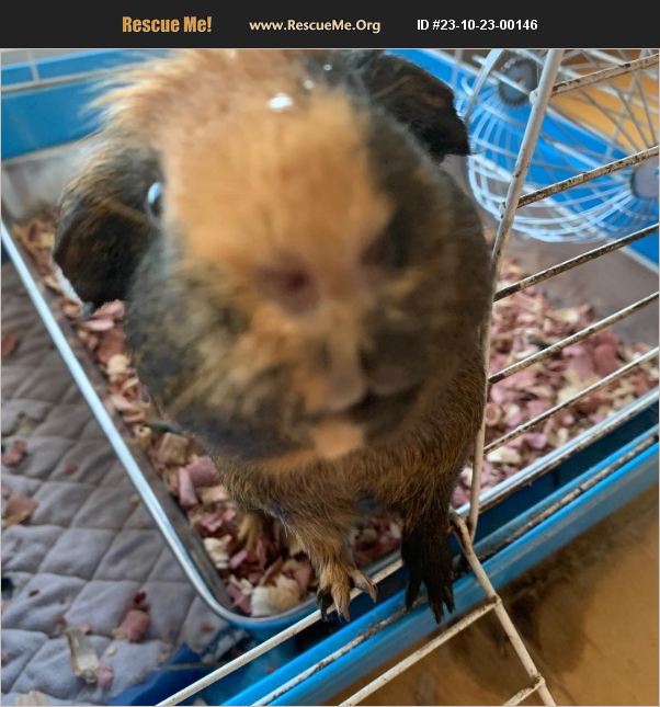 ADOPT 23102300146 Small Mammal Rescue SAN CLEMENTE, CA