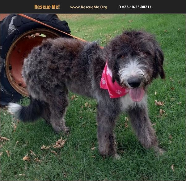 ADOPT 23102300211 Old English Sheepdog Rescue Terrell, TX