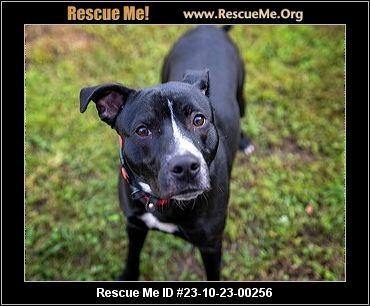 Dog for adoption - Hank, a Mixed Breed in Sarasota, FL