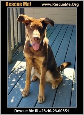 Hank - Medium Male Mixed Breed Dog in WA - PetRescue