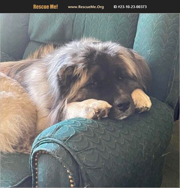 ADOPT 23102300373 Akita Rescue Utah