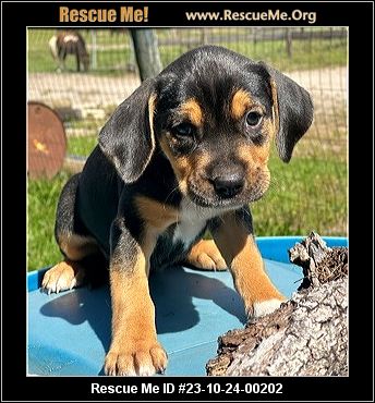 Dog for adoption - Hank, a Mixed Breed in Sarasota, FL