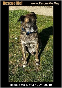 Hank - Medium Male Mixed Breed Dog in WA - PetRescue