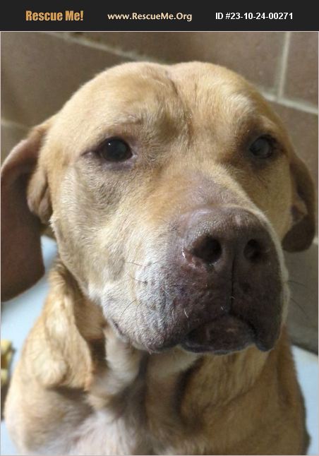 Adopt 23102400271 ~ Lab Rescue ~ Clear Lake Ia