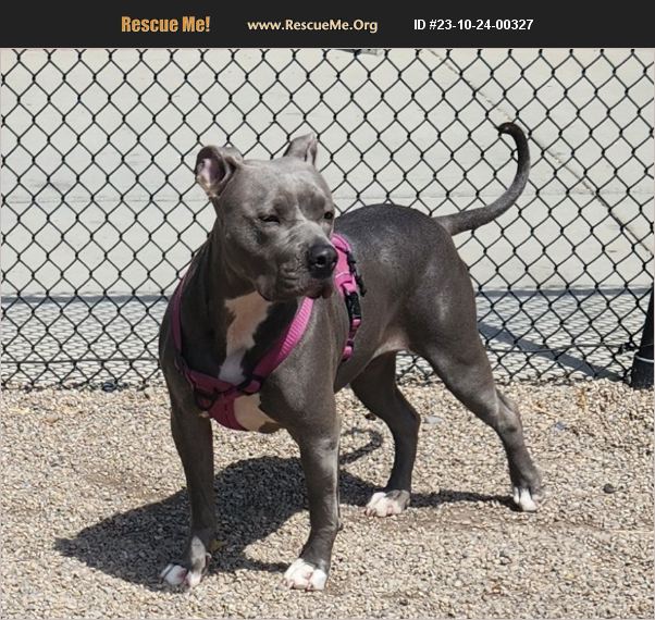 ADOPT 23102400327 Pit Bull Rescue Magna, Utah 84044, UT
