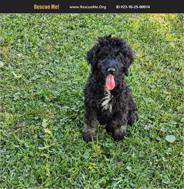 ADOPT 23102500014 Lab Rescue Denver, IN