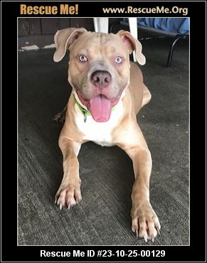 Dog for adoption - Tucker, a Mixed Breed in West Chester, PA