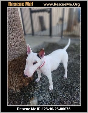 Bull terrier sale rescue northern california