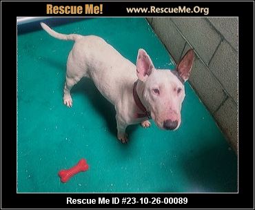 Bull terrier store rescue northern california