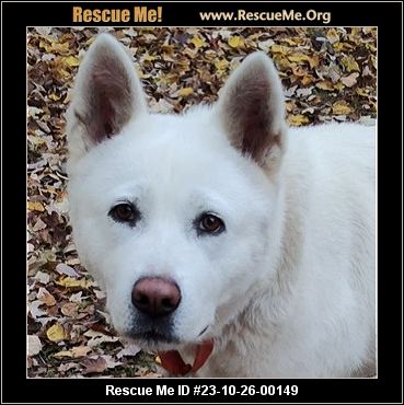 - North Carolina Akita Rescue - ADOPTIONS - Rescue Me!