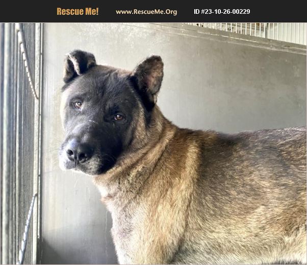 ADOPT 23102600229 ~ Akita Rescue ~ San Bernardnio, CA