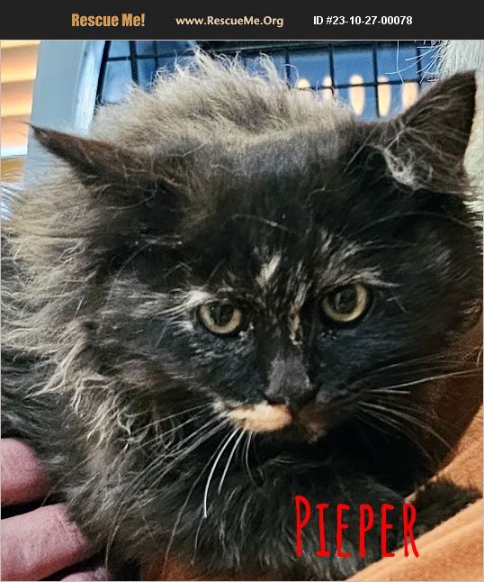 ADOPT 23102700078 Norwegian Forest Cat Rescue Acton, CA