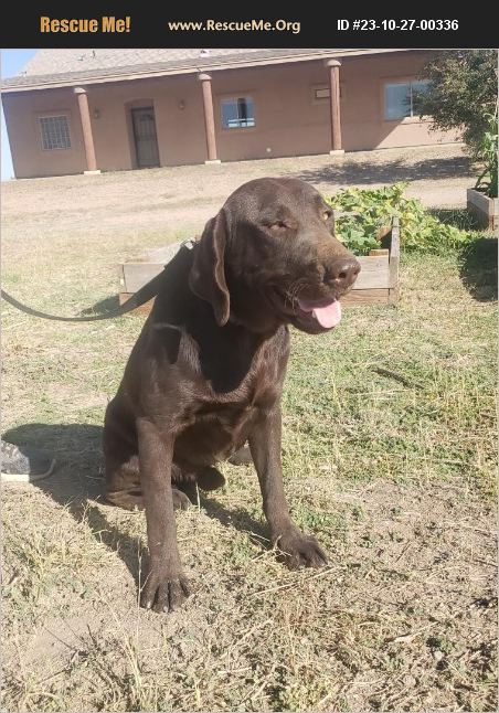 ADOPT 23102700336 Lab Rescue Casa Grande AZ