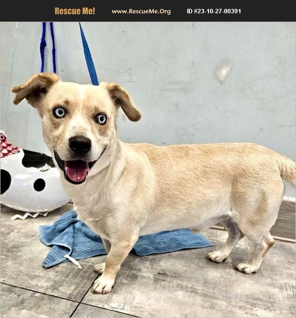 ADOPT 23102700391 Rescue San Juan Capistrano, CA