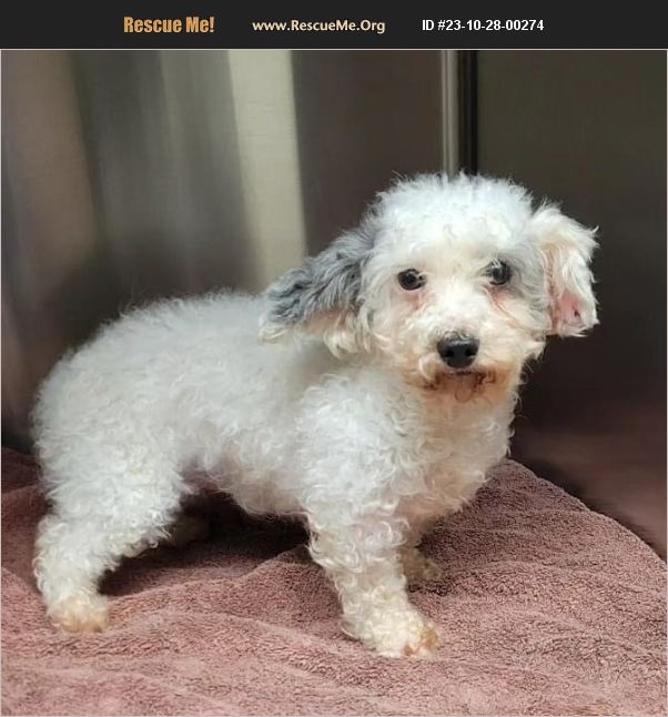 ADOPT 23102800274 ~ Poodle Rescue ~ Kenton, OH