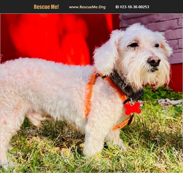 ADOPT 23103000253 Maltese Rescue Redington Beach, FL