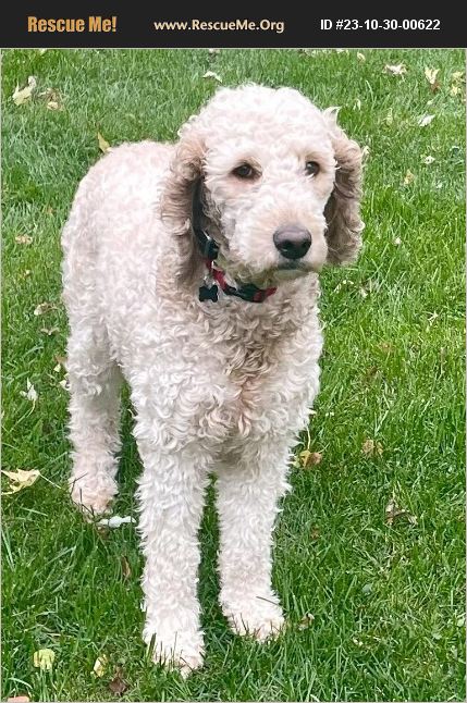 ADOPT 23103000622 ~ Poodle Rescue ~ Lisbon, IA