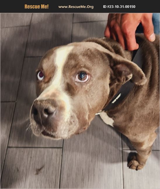 ADOPT 23103100150 Pit Bull Rescue Elgin, IL