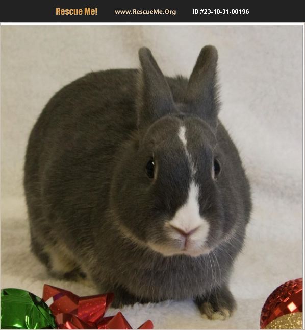Adopt 23103100196 ~ Rabbit Rescue ~ Miami Fl