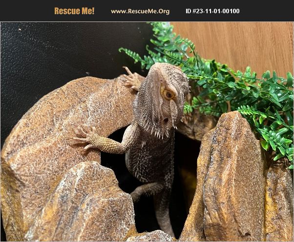 ADOPT 23110100100 ~ Reptile/Amphibian Rescue ~ Port St Lucie, FL