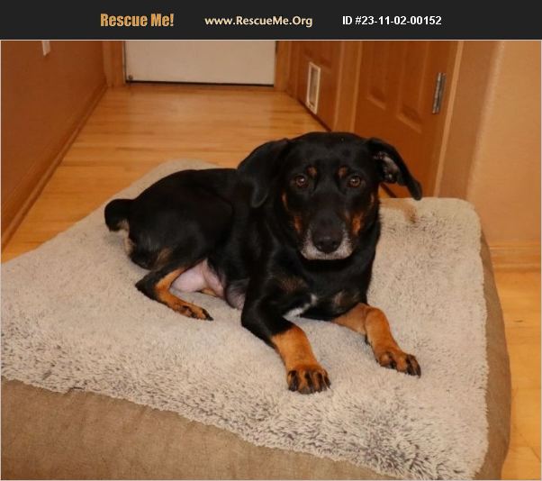 ADOPT 23110200152 Rottweiler Rescue Muskego, WI