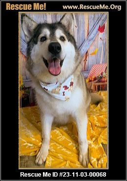 Dog for adoption - Kilo, an Alaskan Malamute Mix in Titusville, FL