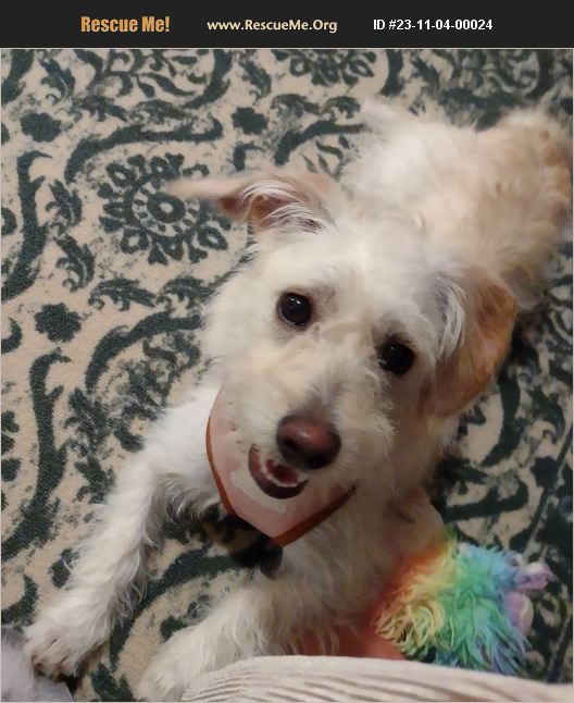 ADOPT 23110400024 Poodle Rescue Lubbock, TX