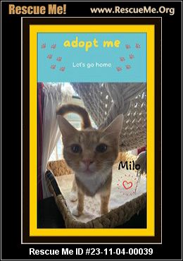 ADOPT ME, SUPPORT YOUR LOCAL CATS Poster for Sale by jingo08