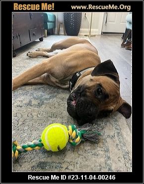 Rescue store mastiff puppies