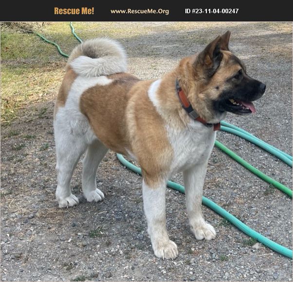 ADOPT 23110400247 ~ Akita Rescue ~ Burlington, WA