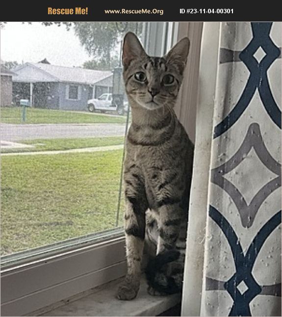 ADOPT 23110400301 Oriental Rescue Tampa, FL