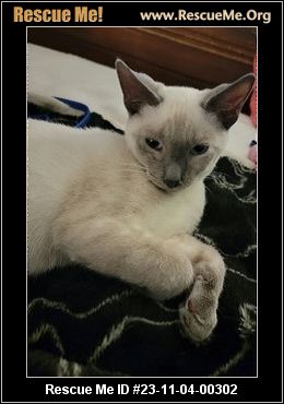 - Florida Siamese Rescue - ADOPTIONS - Rescue Me!