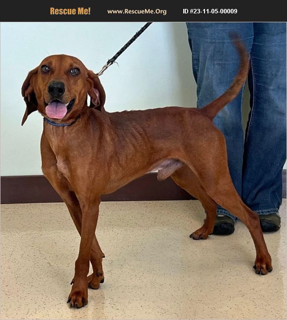 ADOPT 23110500009 Redbone Coonhound Rescue Amery, WI