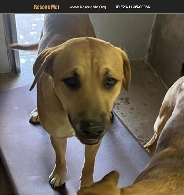 ADOPT 23110500036 Mastiff Rescue Casa Grande, AZ