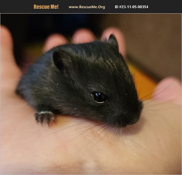 ADOPT 23110500354 Small Mammal Rescue Chicago, IL