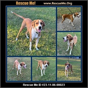 Foxhound rescue best sale near me