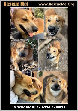 Dog for adoption - Fable, a Labrador Retriever in Cumberland, RI