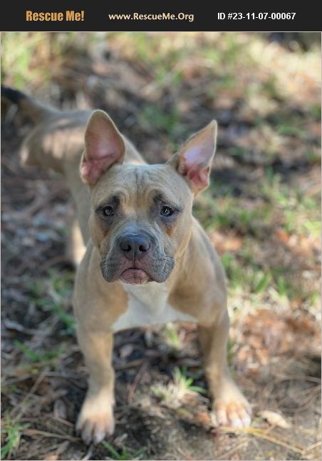 ADOPT 23110700067 American Staffordshire Terrier Rescue Wesley