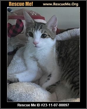 Cat for adoption - Aubrey, a Domestic Short Hair Mix in Oakboro , NC